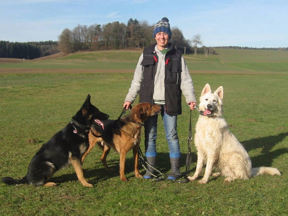 Weißer Schweizer Schäferhund Shamrock Shepherds´ Donnerwetter