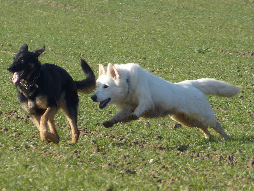 Weißer Schweizer Schäferhund Shamrock Shepherds´ Donnerwetter