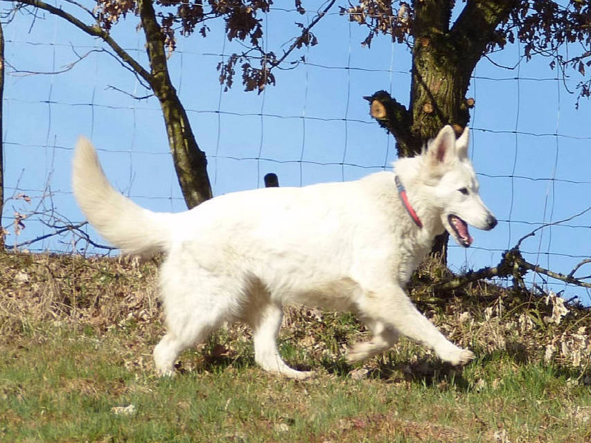 Weißer Schweizer Schäferhund Shamrock Shepherds´ Donnerwetter