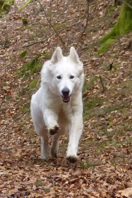 Weißer Schweizer Schäferhund Shamrock Shepherds´ Donnerwetter