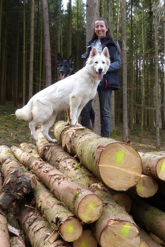 Weißer Schweizer Schäferhund Shamrock Shepherds´ Donnerwetter