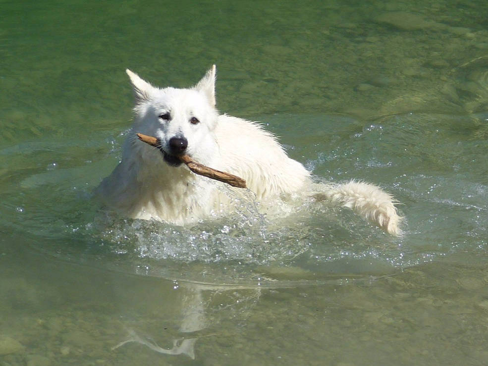 Weißer Schweizer Schäferhund Shamrock Shepherds´ Donnerwetter