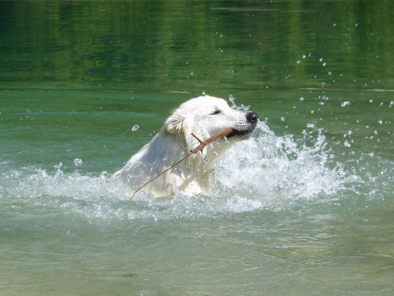 Weißer Schweizer Schäferhund Shamrock Shepherds´ Donnerwetter