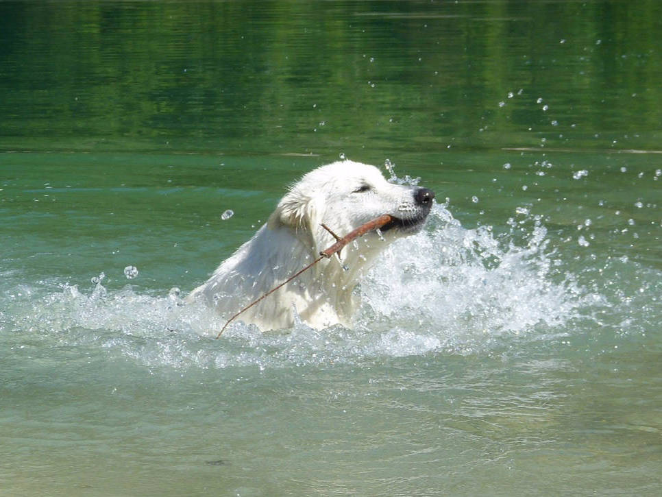 Weißer Schweizer Schäferhund Shamrock Shepherds´ Donnerwetter