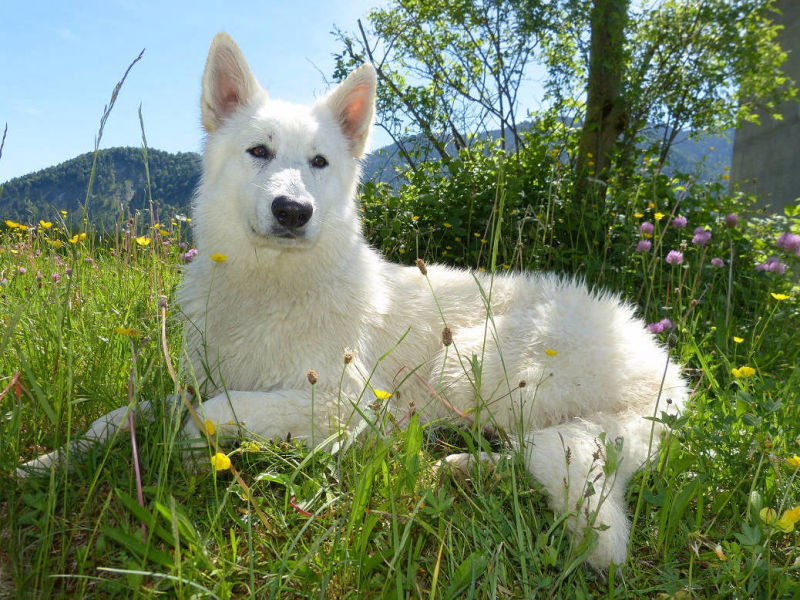 Weißer Schweizer Schäferhund Shamrock Shepherds´ Donnerwetter