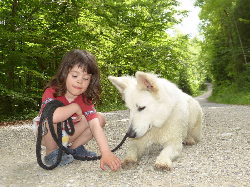 Weißer Schweizer Schäferhund Shamrock Shepherds´ Donnerwetter