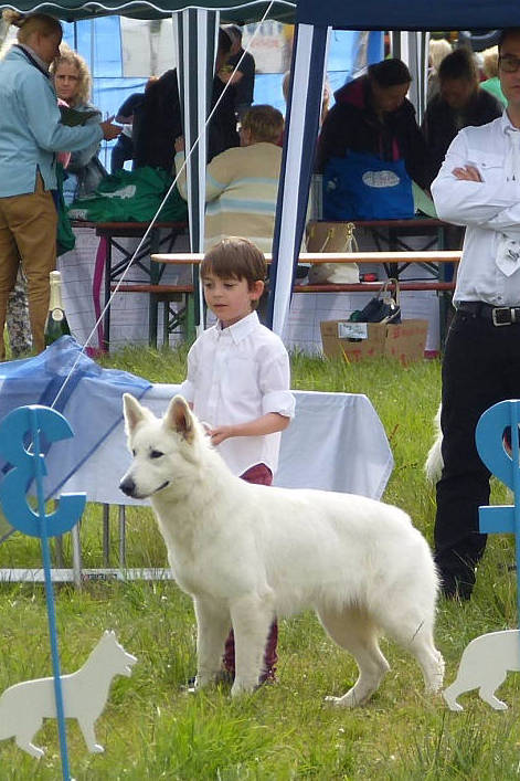 Weißer Schweizer Schäferhund Shamrock Shepherds´ Donnerwetter