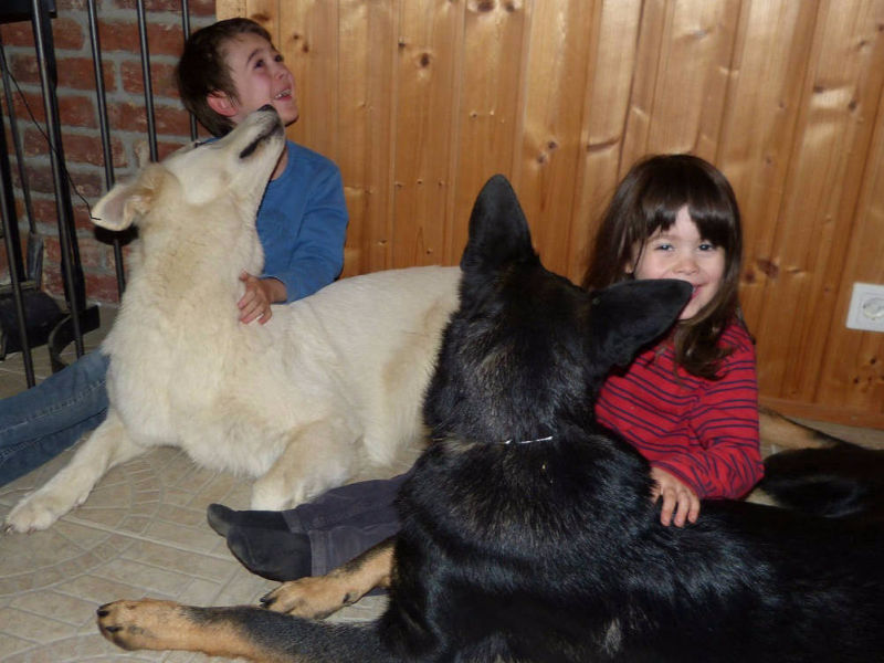 Weißer Schweizer Schäferhund Shamrock Shepherds´ Donnerwetter