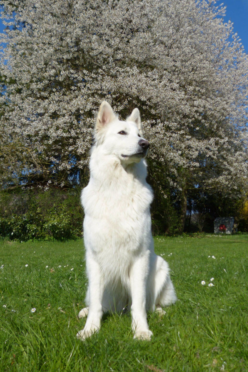 Weißer Schweizer Schäferhund Shamrock Shepherds´ Donnerwetter