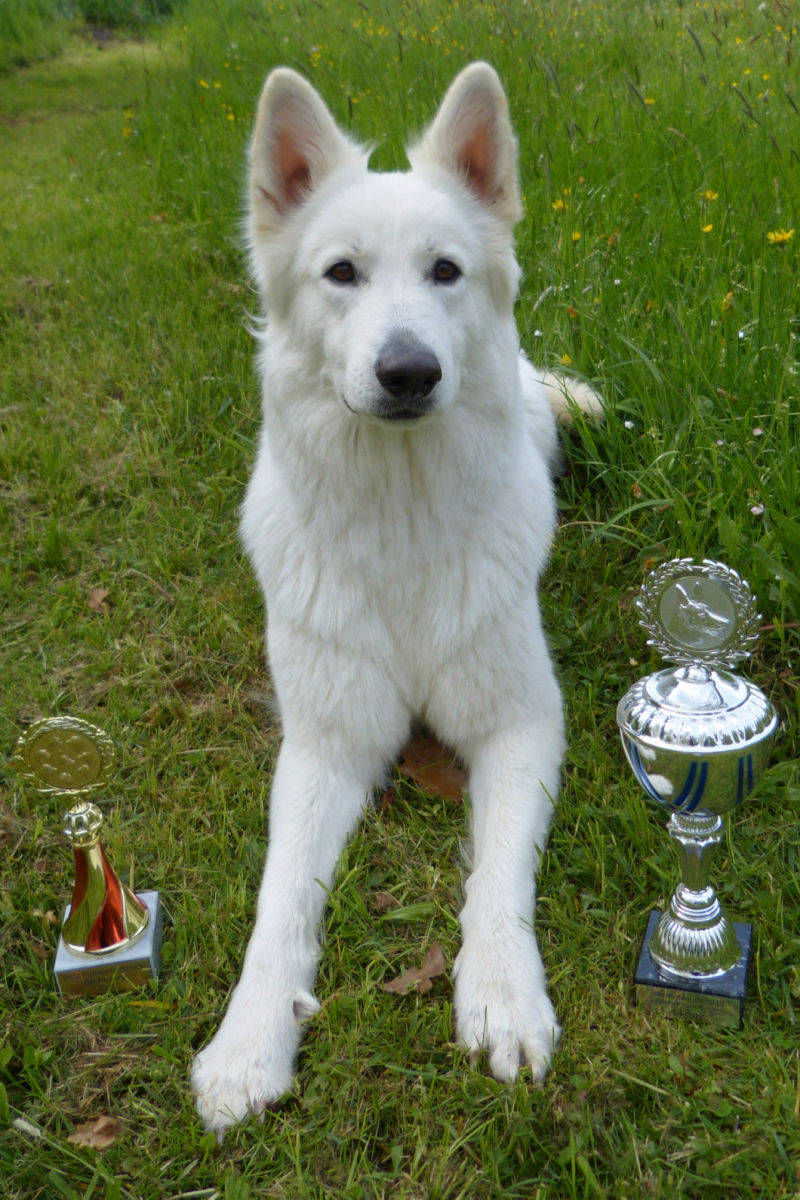 Weißer Schweizer Schäferhund Shamrock Shepherds´ Donnerwetter