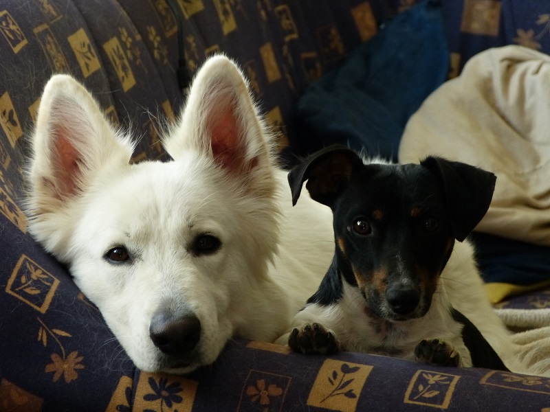 Shamrock Shepherds Donnerwetter und Grisu (Jack Russel)