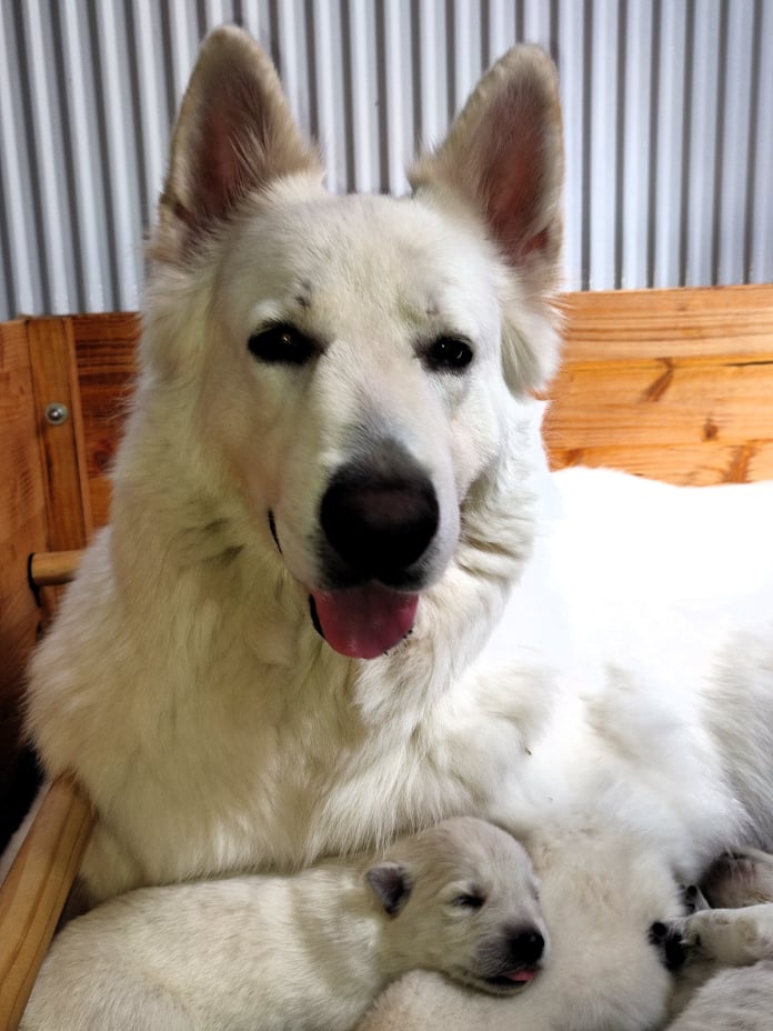 Donnerwetter im Kuschelmodus