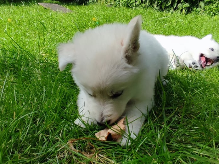Im Garten