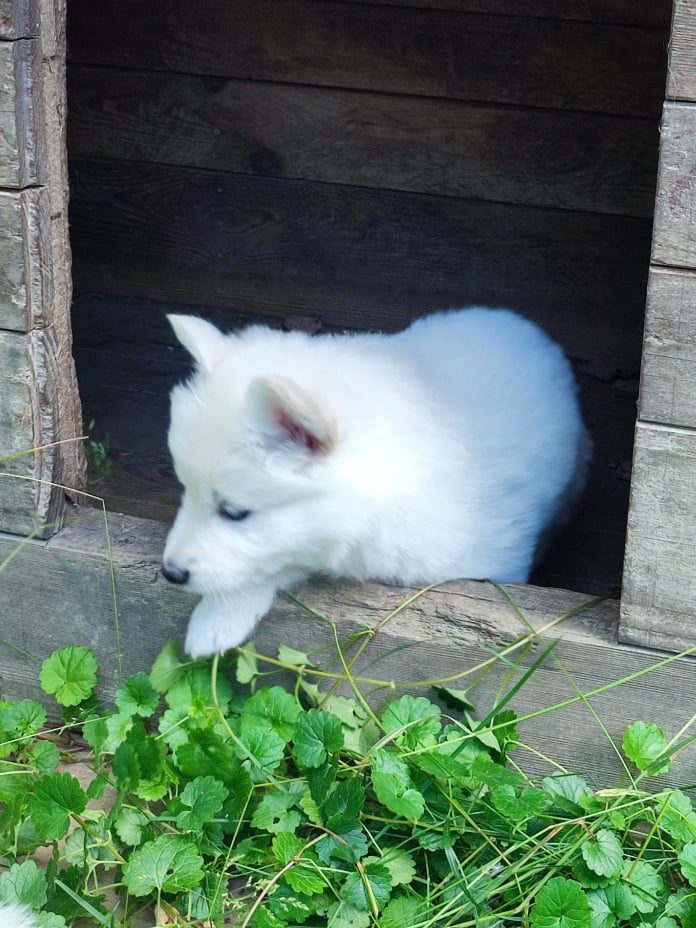 Die Hundehütte wird erforscht