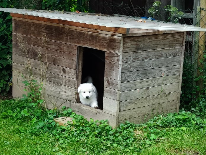 Die Hundehütte wird erforscht