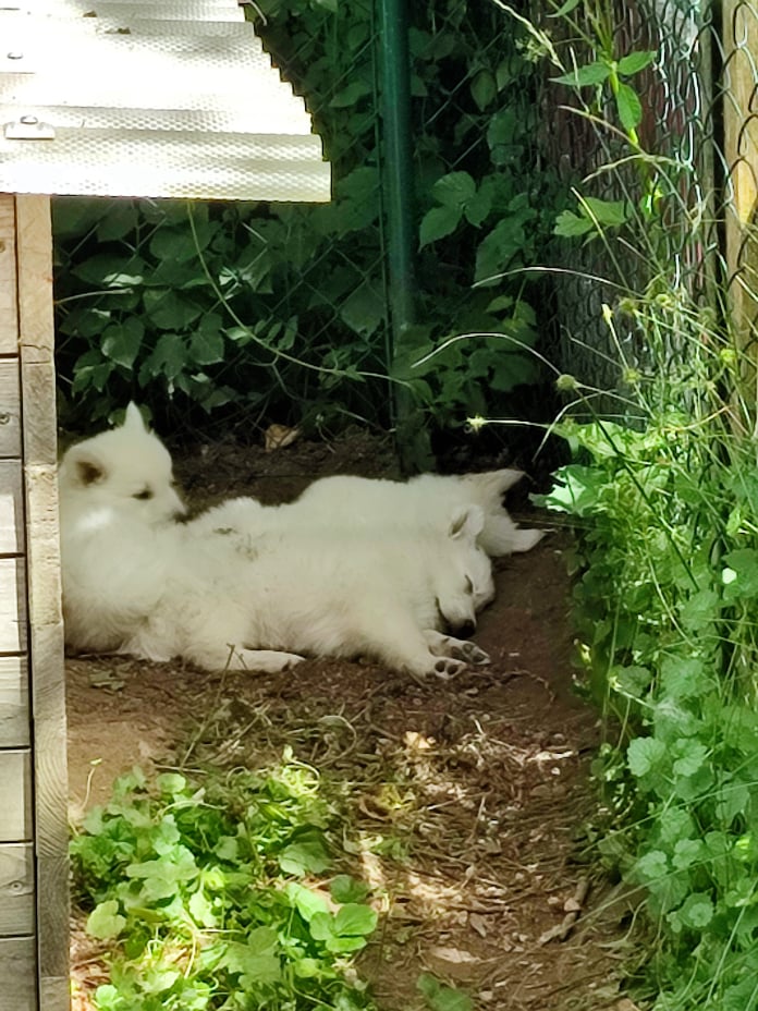 Chillen im Schatten