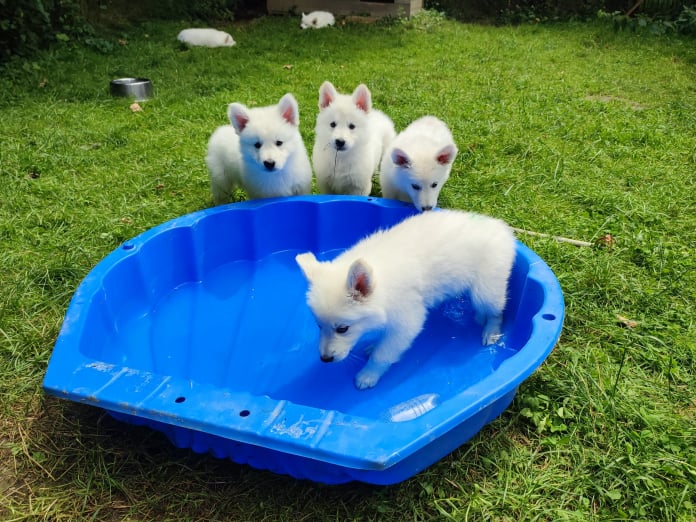 Im Pool