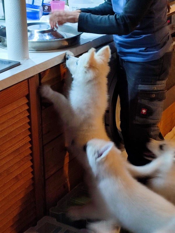 Gleich gibt es Essen