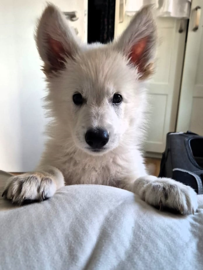 Hallo da bin ich!