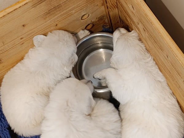 Alle beim Trinken eingeschlafen