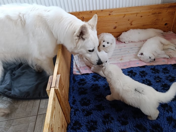 Tante Maze ist zu Besuch
