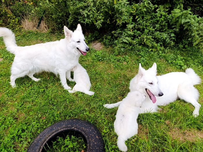 Nori und Mazi haben alles im Blick