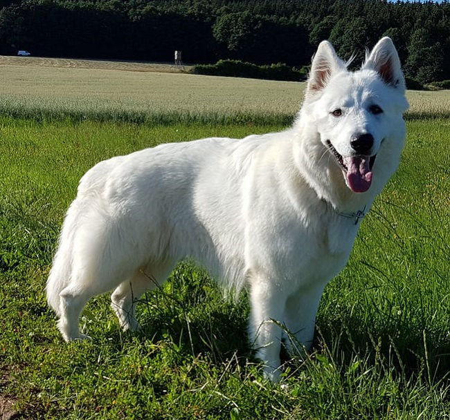 Alpha Weisser Schatten vom Kugelspiel