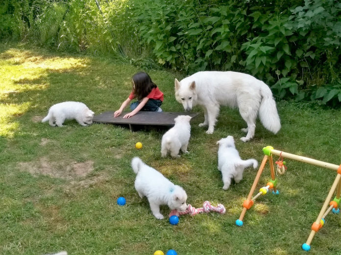 Donnerwetters C-Wurf im Garten