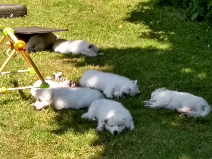 Donnerwetters C-Wurf im Garten