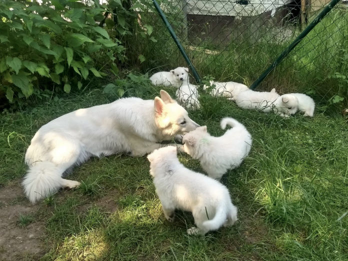 Donnerwetters C-Wurf im Garten