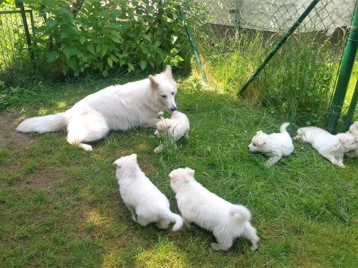 Donnerwetters C-Wurf im Garten