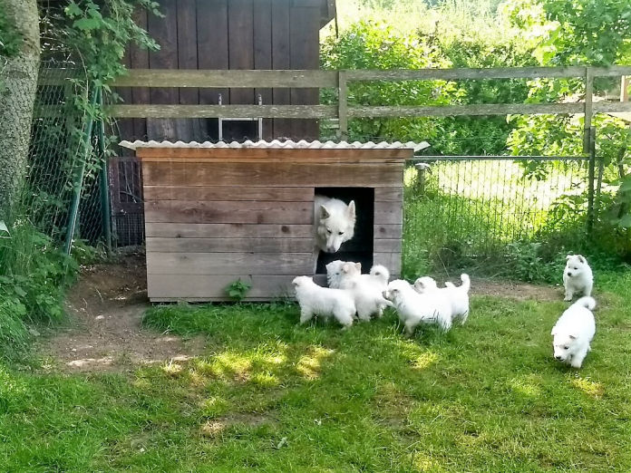 Donnerwetters C-Wurf im Garten