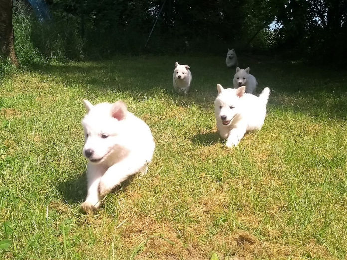 Donnerwetters C-Wurf im Garten