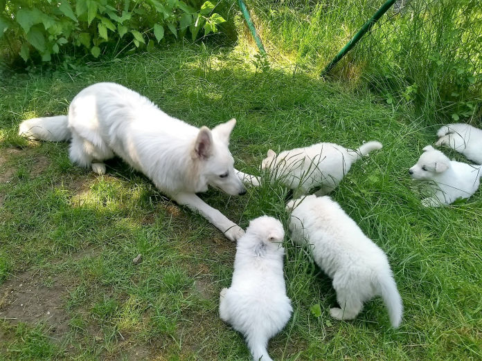 Donnerwetters C-Wurf im Garten