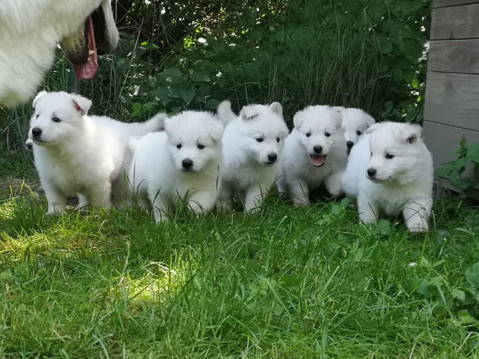 Donnerwetters C-Wurf im Garten