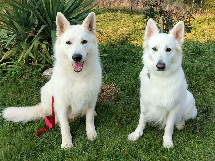 Shamrock Shepherds Donnerwetter und Bjorn Bako Lord of North