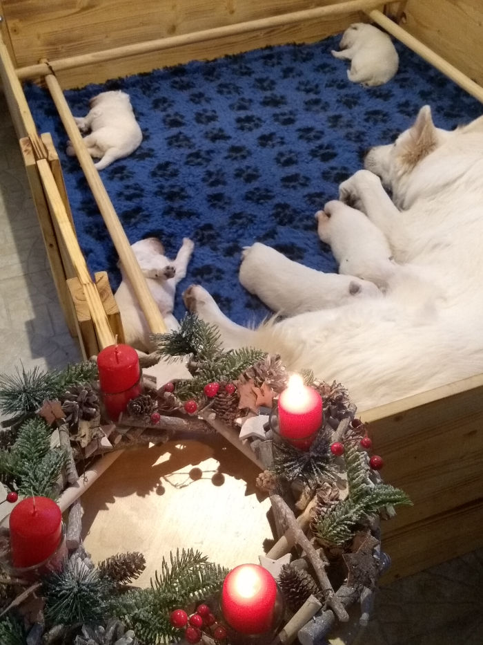 2. Advent im Elbenland