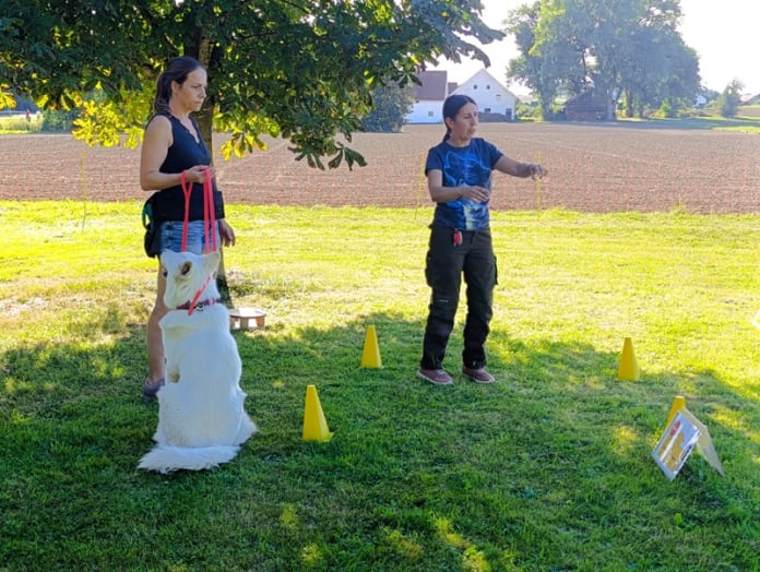 Schnuppertraining RO