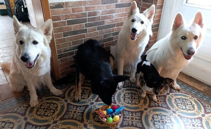 Frohe Ostern