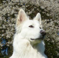 Weißer Schweizer Schäferhund Shamrock Shepherds´ Donnerwetter