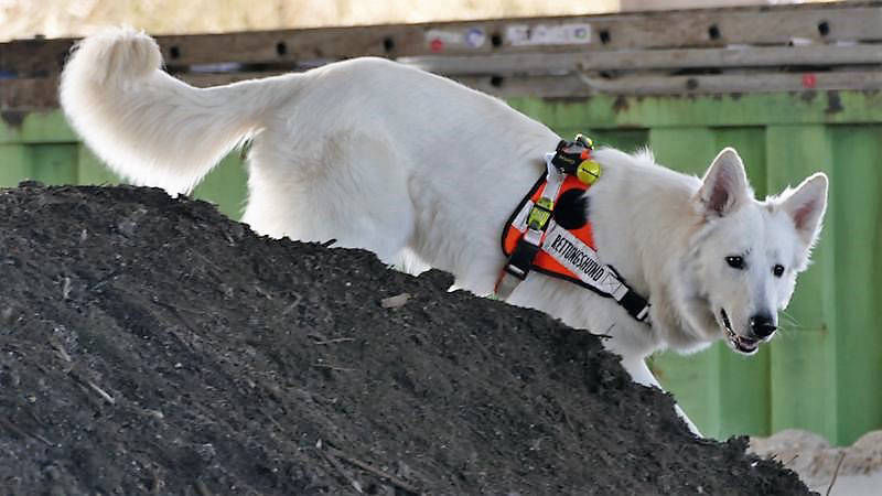 Amazikeen aus dem Elbenland beim Rettungshundetraining