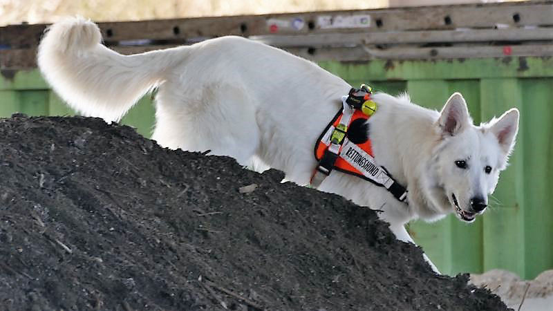 Amazikeen im Rettungshundetraining