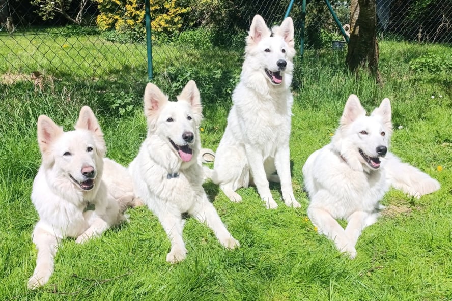v.l.: Donner, Maze, Inui, Nori