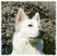 Weißer Schweizer Schäferhund Shamrock Shepherds´ Donnerwetter