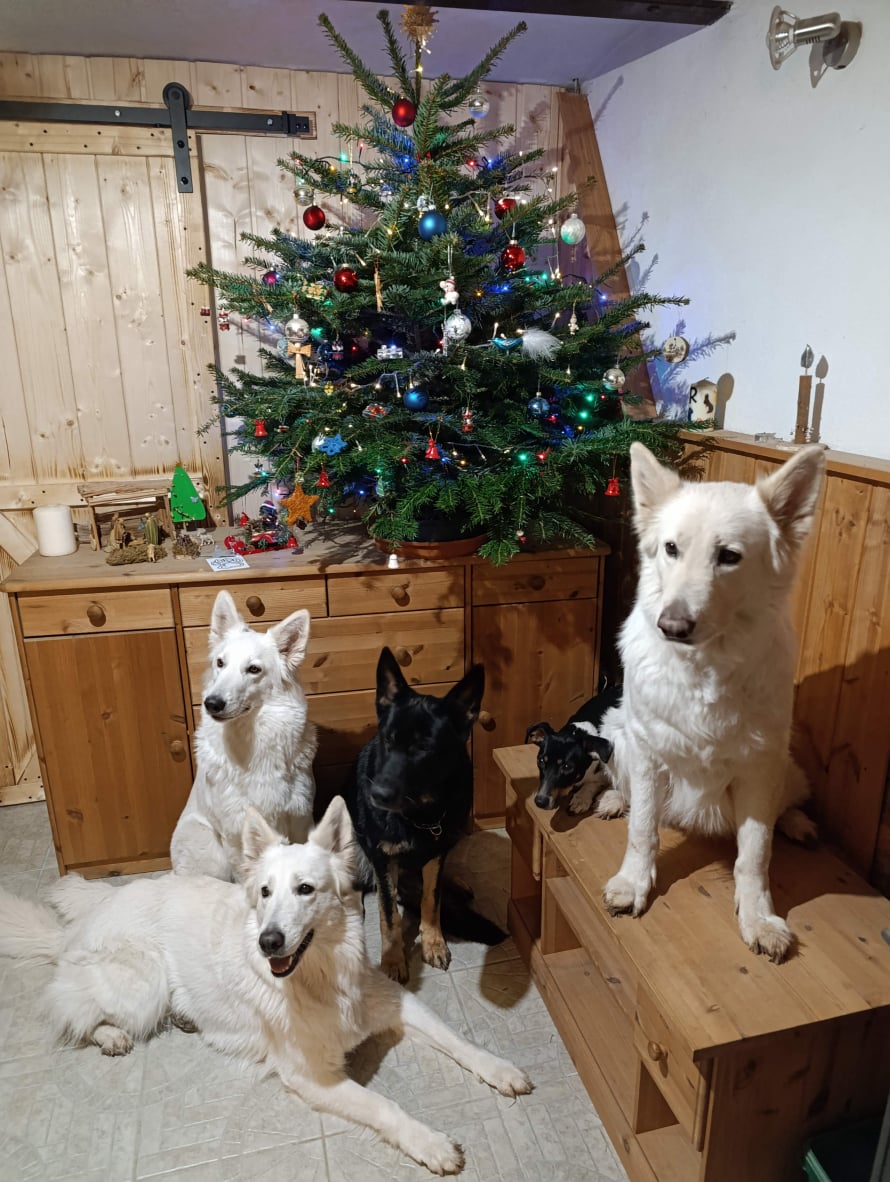 Frohe Weihnachten und einen guten Rutsch!